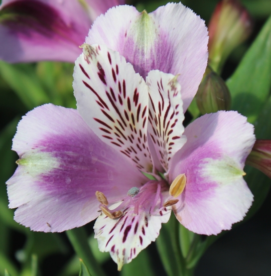 Picture of Alstroemeria EP.LIV