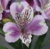 Picture of Alstroemeria EP.LIV