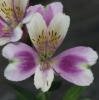 Picture of Alstroemeria EP.LVIII