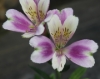 Picture of Alstroemeria EP.LVIII