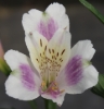 Picture of Alstroemeria EP.LXI