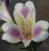 Picture of Alstroemeria EP.LXI