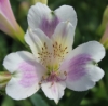 Picture of Alstroemeria EP.LXI