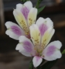 Picture of Alstroemeria EP.LXI