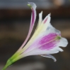 Picture of Alstroemeria EP.LXI