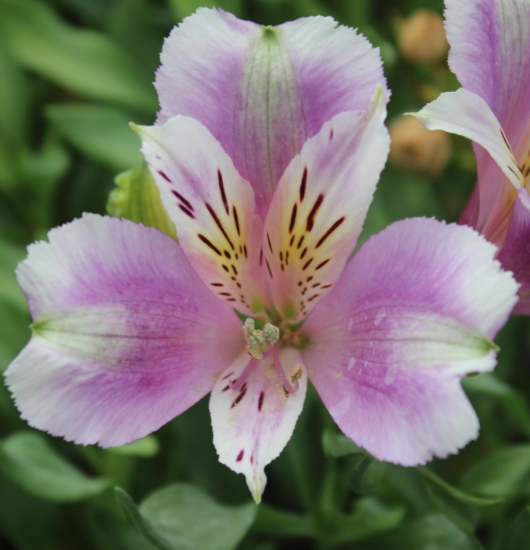 Picture of Alstroemeria EP.LXV