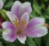 Picture of Alstroemeria EP.LXV