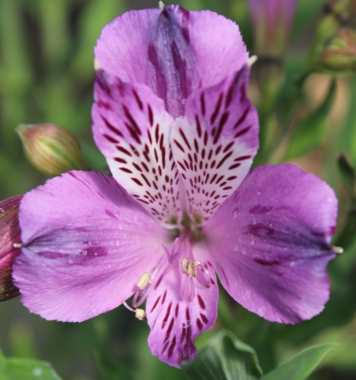 Picture of Alstroemeria EP.GPIV