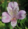 Picture of Alstroemeria EP.LXXI