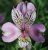 Picture of Alstroemeria EP.LXXI