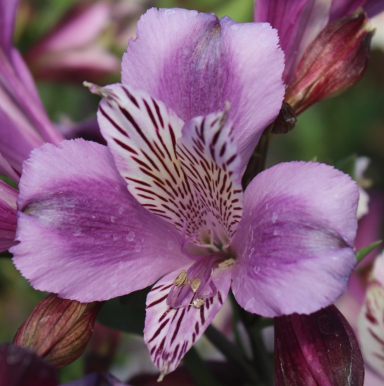 Picture of Alstroemeria EP.LXXII