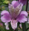 Picture of Alstroemeria EP.LXXII