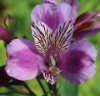 Picture of Alstroemeria EP.LXXII