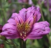 Picture of Alstroemeria EP.PVI