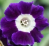 Picture of Primula auricula 'Blue Velvet'
