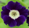 Picture of Primula auricula 'Blue Velvet'