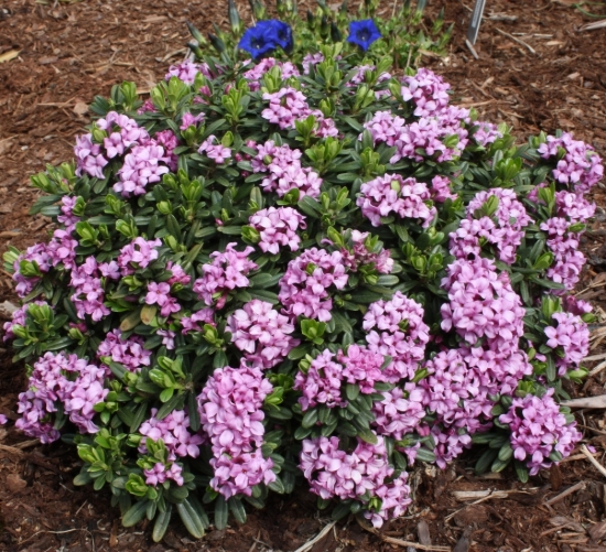 Picture of Daphne x susannae 'Tage Lundell'