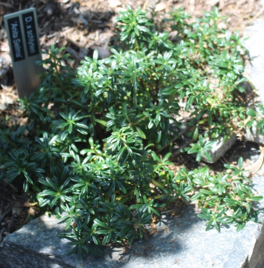 Picture of Daphne x schlyteri 'Anita Selma'