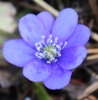 Picture of Hepatica nobilis var. nobilis larger plants