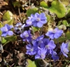 Picture of Hepatica nobilis var. nobilis larger plants