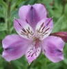 Picture of Alstroemeria 'Lavender Eyes'