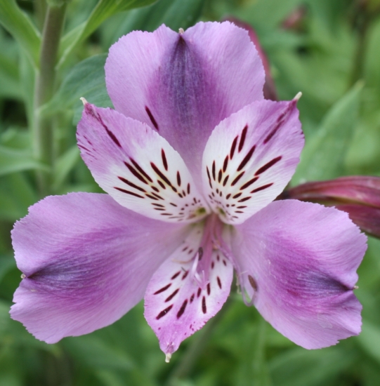 Picture of Alstroemeria 'Lavender Eyes'