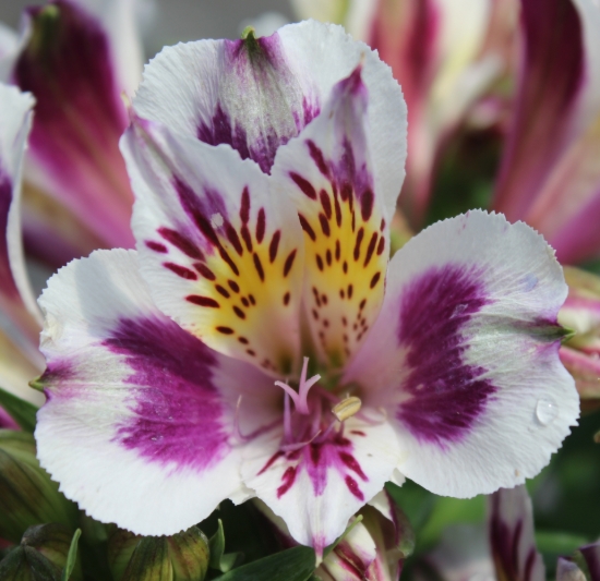 Picture of Alstroemeria 'Inca Magic'