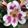 Picture of Alstroemeria 'Inca Magic'