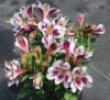 Picture of Alstroemeria 'Inca Magic'