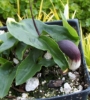 Picture of Arisarum proboscideum
