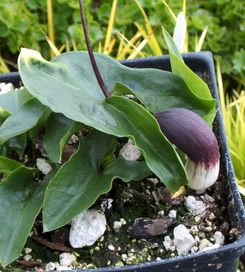 Picture of Arisarum proboscideum