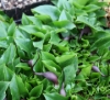 Picture of Arisarum proboscideum
