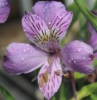Picture of Alstroemeria EP.LII