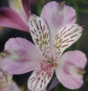 Picture of Alstroemeria EP.LXXI
