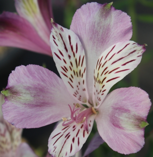 Picture of Alstroemeria EP.LXXI