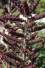 Picture of Veratrum nigrum xx-large