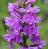 Picture of Dactylorhiza fuchsii All Green Leaf