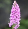 Picture of Dactylorhiza fuchsii All Green Leaf  lg.