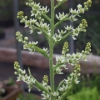 Picture of Veratrum californicum