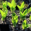 Picture of Veratrum californicum