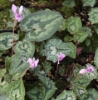 Picture of Cyclamen hederifolium var. confusum