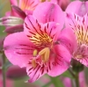 Picture of Alstroemeria 'Mauve Majesty'