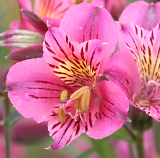 Picture of Alstroemeria 'Mauve Majesty'