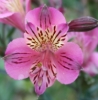 Picture of Alstroemeria 'Mauve Majesty'