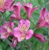 Picture of Alstroemeria 'Mauve Majesty'