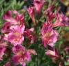 Picture of Alstroemeria 'Mauve Majesty'