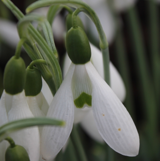 Picture of Galanthus elwesii