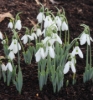 Picture of Galanthus elwesii