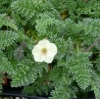 Picture of Erodium chrysanthum