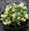 Picture of Polygala chamaebuxus